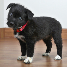 Medium Photo #1 Australian Shepherd-Miniature Schnauzer Mix Puppy For Sale in Eden Prairie, MN, USA
