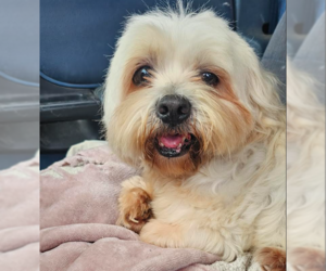 Lhasa Apso-Unknown Mix Dogs for adoption in Cranston, RI, USA