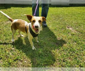 Jack Russell Terrier Dogs for adoption in Conyers, GA, USA