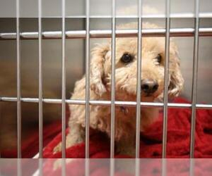 Poodle (Miniature) Dogs for adoption in Decatur, IL, USA