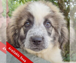 Collie-Great Pyrenees Mix Dogs for adoption in Huntley, IL, USA