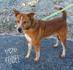 Mutt Dogs for adoption in Kendallville, IN, USA