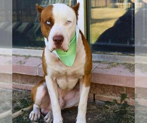 American Staffordshire Terrier-Unknown Mix Dogs for adoption in San Antonio, TX, USA