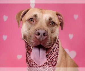 American Bulldog-Unknown Mix Dogs for adoption in West Palm Beach, FL, USA