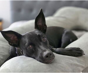 American Staffordshire Terrier-Unknown Mix Dogs for adoption in Royal Palm Beach, FL, USA