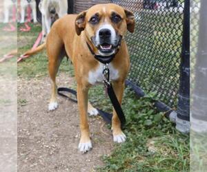 Boxer-Unknown Mix Dogs for adoption in San Antonio, TX, USA