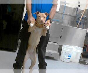 American Pit Bull Terrier Dogs for adoption in Fayetteville, NC, USA