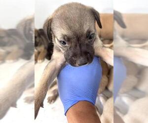 Black Mouth Cur Dogs for adoption in Houston, TX, USA