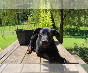 Labrottie Dogs for adoption in Find us on Facebook- MARS of Illinois, Murphysboro, IL, USA