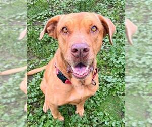 Labrador Retriever-Unknown Mix Dogs for adoption in Sacramento, CA, USA