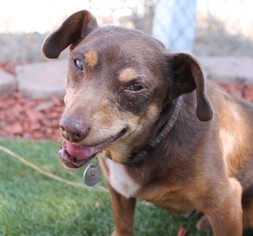 Chiweenie Dogs for adoption in  Ramona, CA, USA