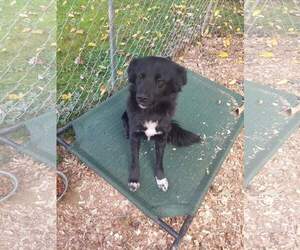 Border Collie-Unknown Mix Dogs for adoption in Hanover, PA, USA