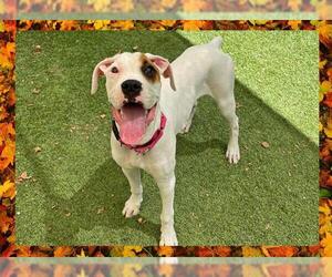 Boxer Dogs for adoption in Ojai, CA, USA