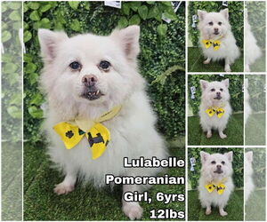 Pomeranian Dogs for adoption in Seattle, WA, USA