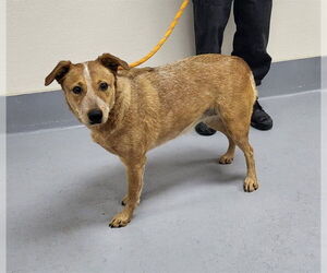 Mutt Dogs for adoption in Louisville, KY, USA