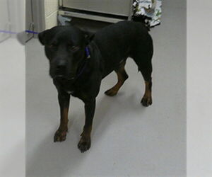 Rottweiler-Unknown Mix Dogs for adoption in Sanford, FL, USA