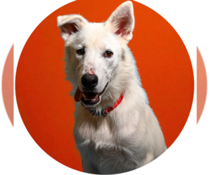 Anatolian Shepherd-Unknown Mix Dogs for adoption in Rowlett, TX, USA