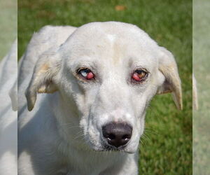 Medium Photo #2 Catahoula Leopard Dog-Unknown Mix Puppy For Sale in Huntley, IL, USA