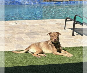 Labrador Retriever-Unknown Mix Dogs for adoption in Chandler, AZ, USA