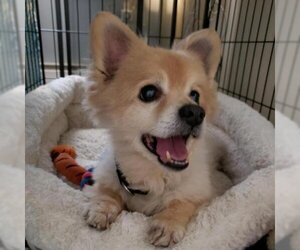 Pomeranian Dogs for adoption in Easton, PA, USA