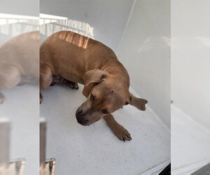Black Mouth Cur-Unknown Mix Dogs for adoption in Houston, TX, USA