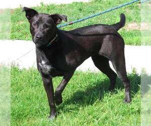 Mastiff-Unknown Mix Dogs for adoption in Thief River Falls, MN, USA