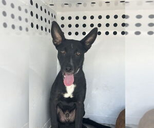 German Shepherd Dog Dogs for adoption in Stockton, CA, USA