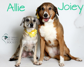 Collie-Unknown Mix Dogs for adoption in Covington, LA, USA
