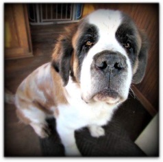 Small Saint Bernard