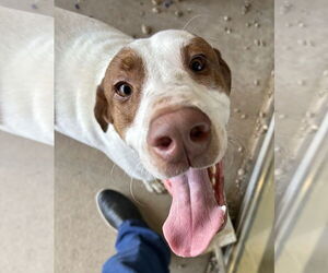 Mutt Dogs for adoption in Pampa, TX, USA