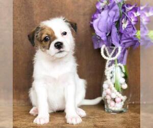 Shih Tzu Dogs for adoption in Fredericksburg, TX, USA