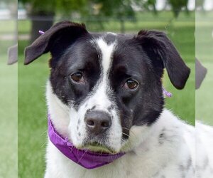 Border Collie-Unknown Mix Dogs for adoption in Huntley, IL, USA
