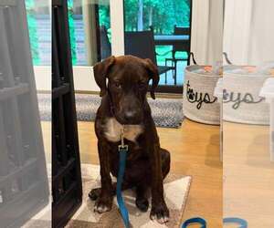 Labrador Retriever-Plott Hound Mix Dogs for adoption in pomfret, CT, USA