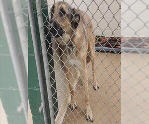 German Shepherd Dog-Unknown Mix Dogs for adoption in Anchorage, AK, USA