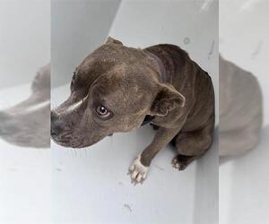 Mutt Dogs for adoption in Houston, TX, USA