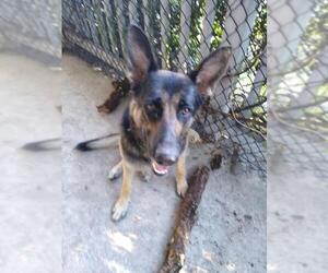 German Shepherd Dog Dogs for adoption in Sanford, FL, USA