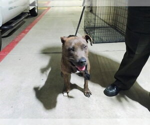 Mutt Dogs for adoption in Downey, CA, USA