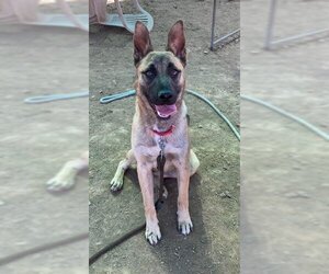 Mutt Dogs for adoption in Sacramento, CA, USA