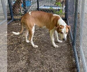 Mutt Dogs for adoption in Tulsa, OK, USA