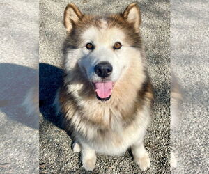 - Mix Dogs for adoption in Woodland, CA, USA