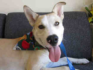 American Pit Bull Terrier-Siberian Husky Mix Dogs for adoption in Santa Clara, CA, USA