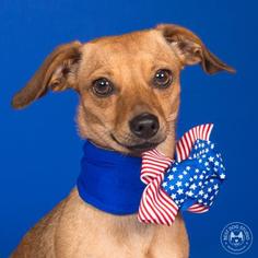 Chiweenie Dogs for adoption in Northbrook, IL, USA