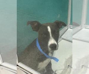 American Pit Bull Terrier-Unknown Mix Dogs for adoption in Oklahoma City, OK, USA