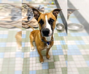 Boxador Dogs for adoption in Fort Collins, CO, USA