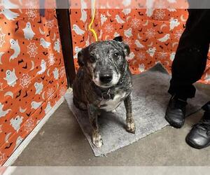 Catahoula Leopard Dog-Unknown Mix Dogs for adoption in Tulsa, OK, USA