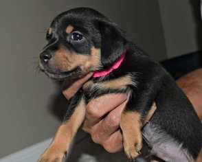 Medium Photo #1 Dachshund Puppy For Sale in Durham, NC, USA