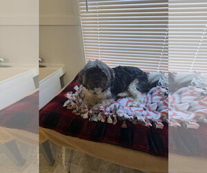 Shih Tzu Dogs for adoption in York, SC, USA