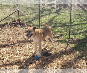 Anatolian Shepherd-Unknown Mix Dogs for adoption in Rustburg, VA, USA