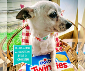 Medium Photo #1 Chihuahua-Unknown Mix Puppy For Sale in Boston, MA, USA