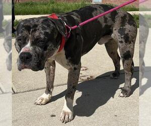 American Bulldog-Unknown Mix Dogs for adoption in Forestville, MD, USA